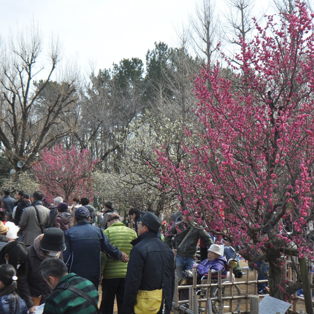 東京屈指の梅の名所！羽根木公園で「第47回せたがや梅まつり」が2月7日～3月1日に開催