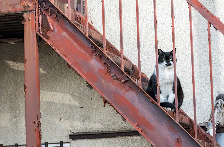 飲み屋街でも住宅地でも地域猫が闊歩。