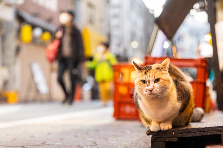 【散歩の達人】蒲田さんぽ_7