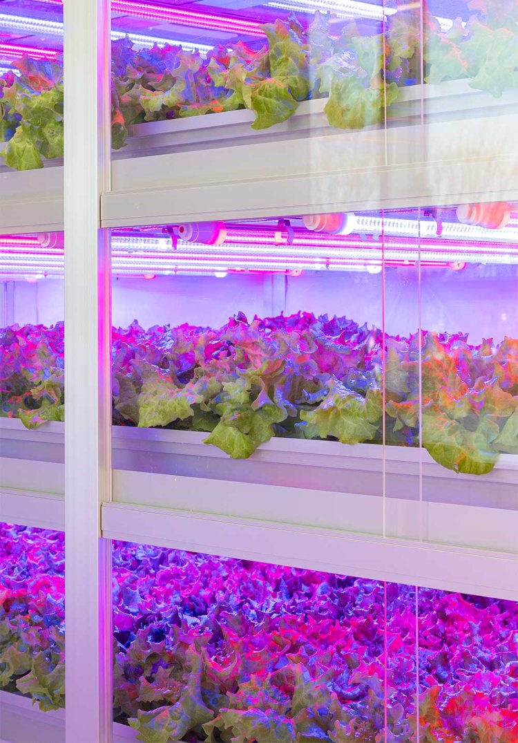 LEDの光が当たるレッドファイヤー。