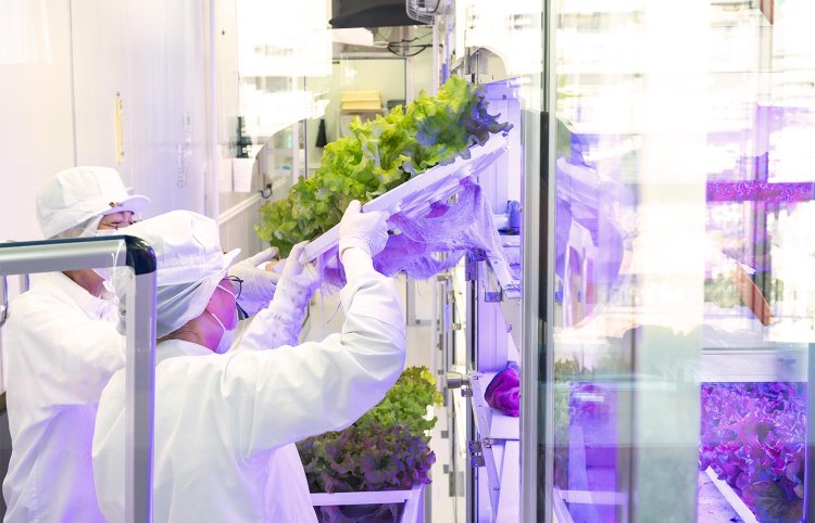 本日分を収穫する白衣姿のスタッフたち。