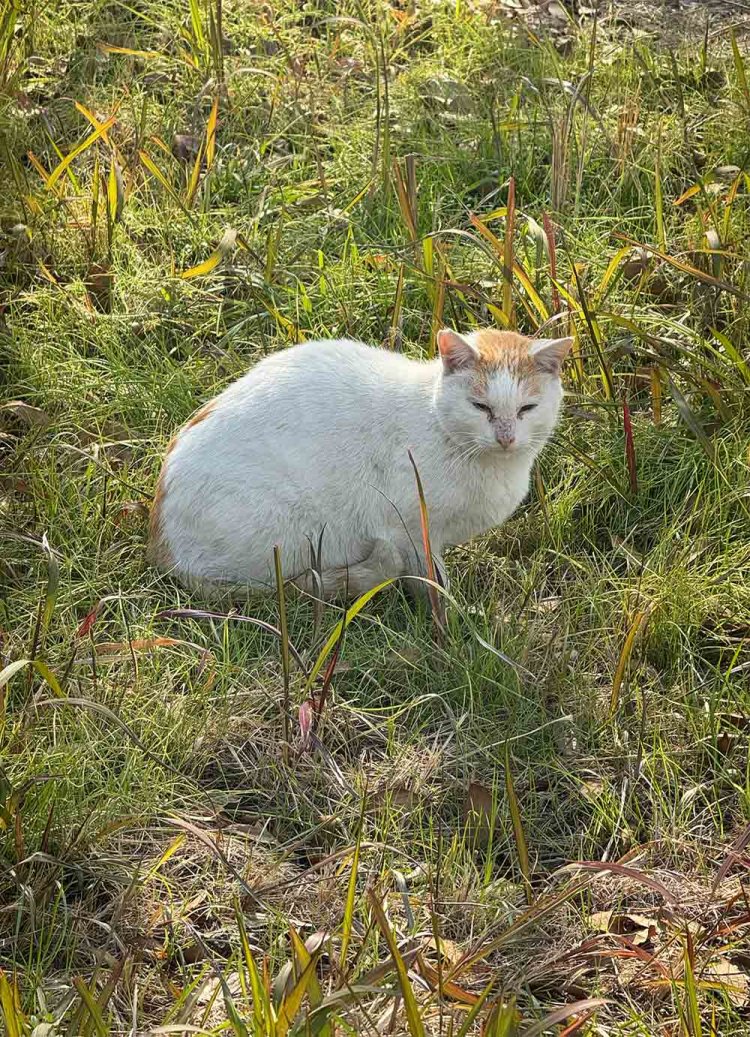 【散歩の達人】流通センター駅からさんぽ_3
