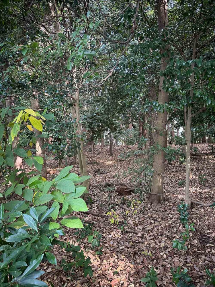 【散歩の達人】流通センター駅からさんぽ_7