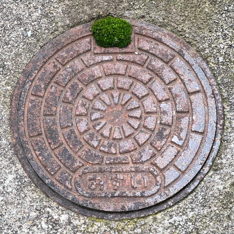マンホール蓋の小さな穴ぼこに小さな苔の島。神戸にて。
