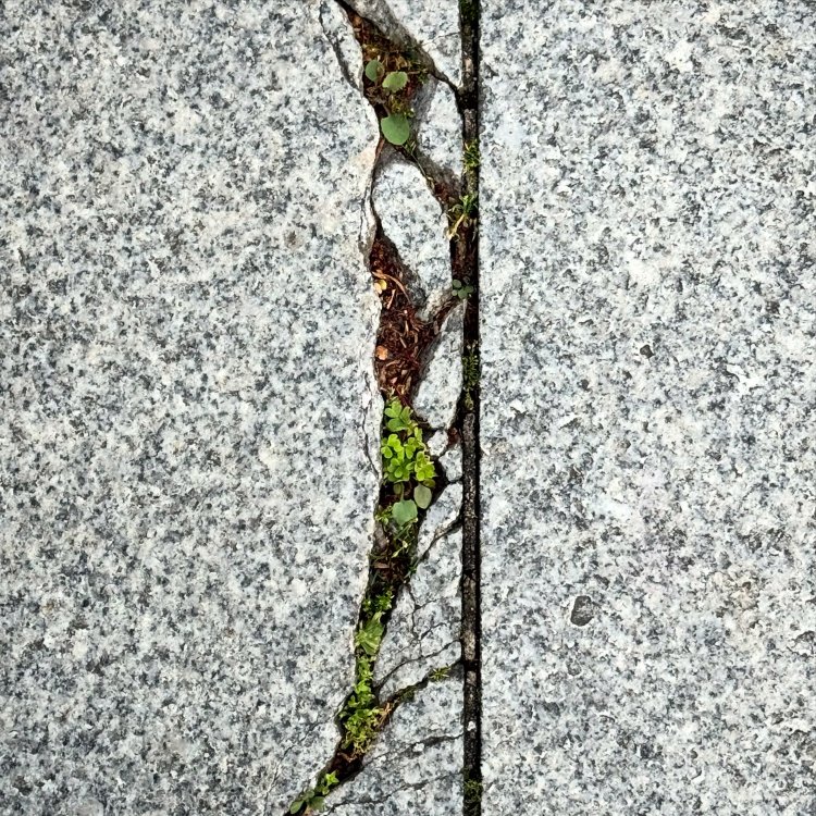 不規則な亀裂に沿って芽吹くカタバミやツメクサ。神戸にて。