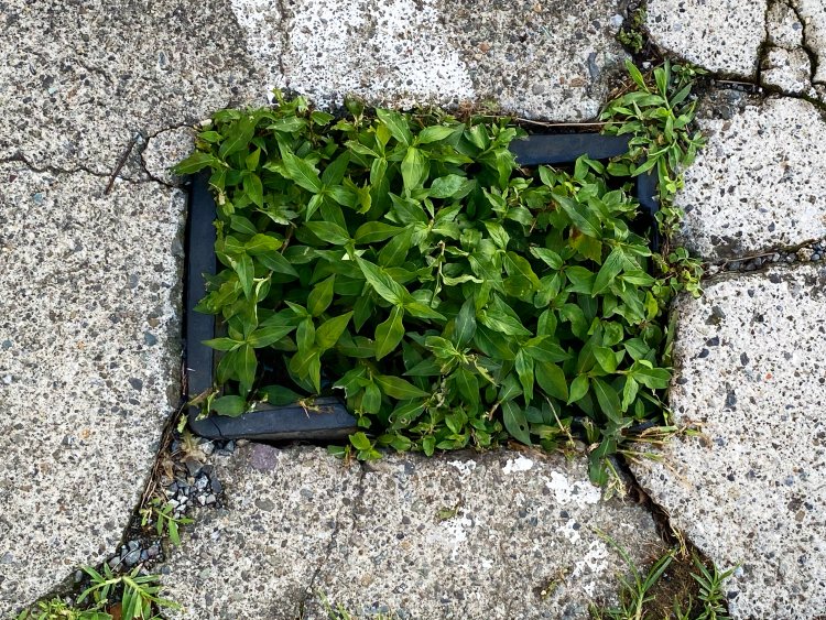 四角い空間をびっしり埋めるイヌタデ。周囲のひび割れが頭部と手足に見える。逗子にて。