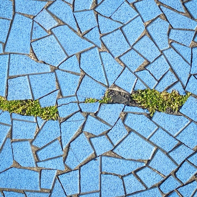 青い舗装の中を泳ぐ魚2匹のようなツメクサ。茅ヶ崎にて。