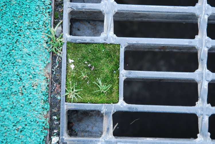 グレーチング蓋の四角い穴に端正な苔庭。逗子にて。