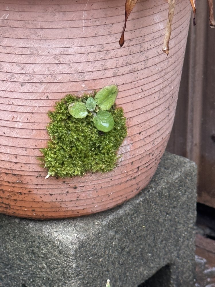 そこに穴があれば、すかさず住処とする植物たち。根津にて。