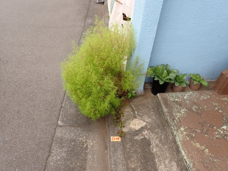 隙間のコキア。住人いわく、同じ通りのご近所さんの鉢から分家してきたもの。