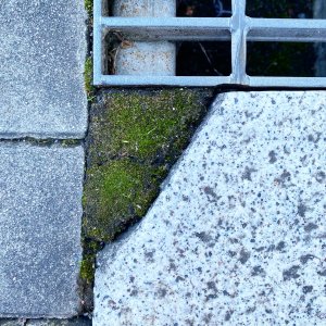 路傍のはじっこ・隙間を埋める植物たち。村田あやこが見つめる「緑のパテ」から浮かび上がるもの