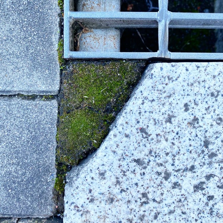 路傍のはじっこ・隙間を埋める植物たち。村田あやこが見つめる「緑のパテ」から浮かび上がるもの