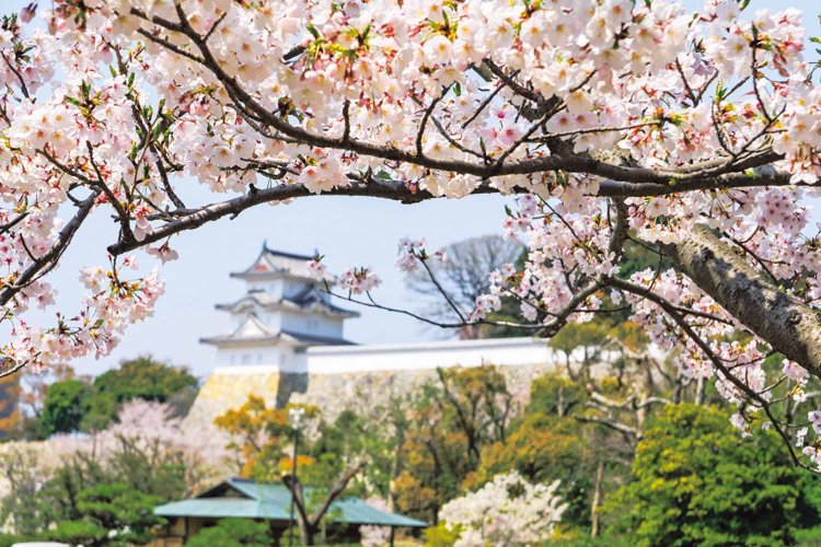 例年3月下旬～4月上旬、約1400本の桜が咲く明石公園（写真＝明石観光協会）。