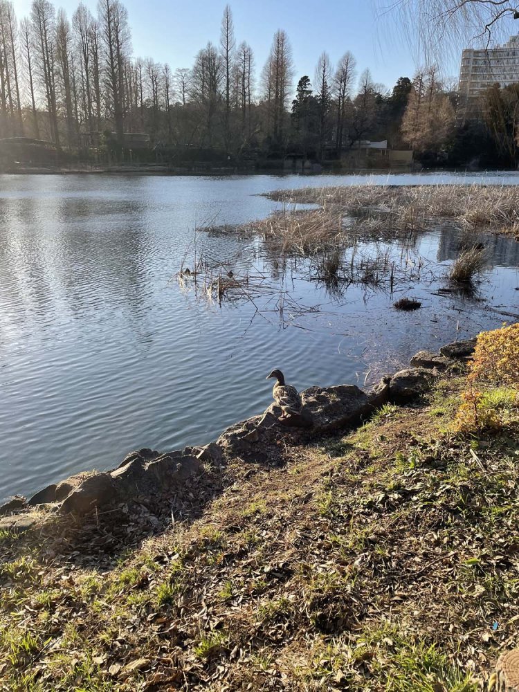 池のほとりにいたカモ。オカヨシガモのメスだろうか？　水辺に集まるのは人間だけではない。