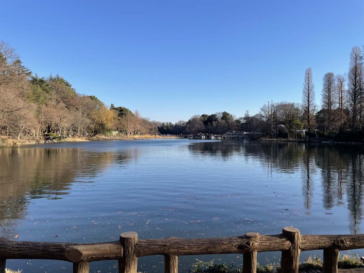 ベンチから見た池。