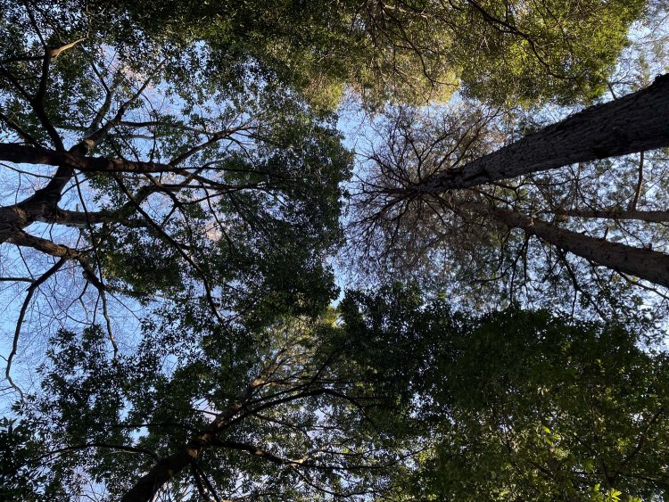 武蔵野の樹々を見上げる。