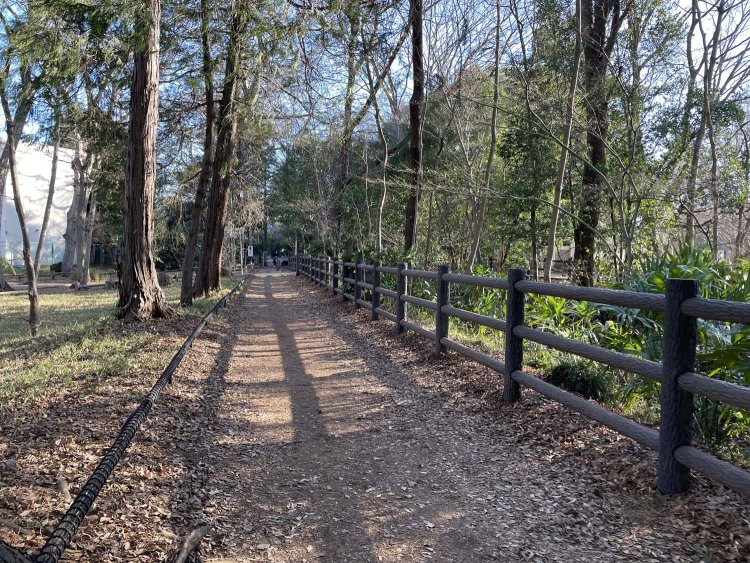 玉川上水脇の道。