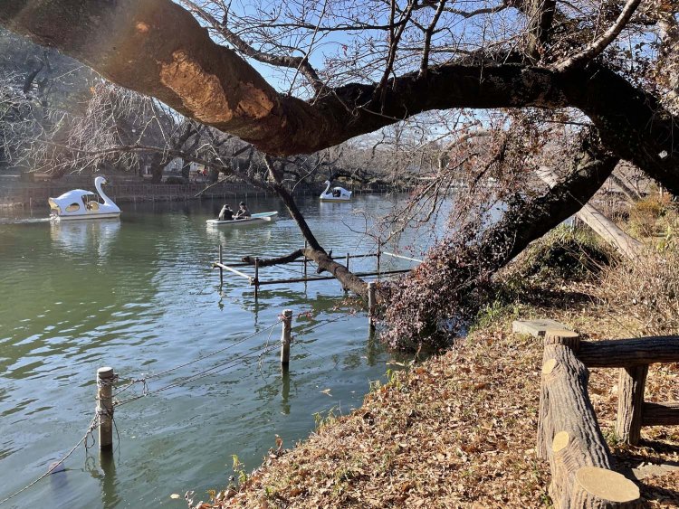 枝が池の水面スレスレまで倒れている。