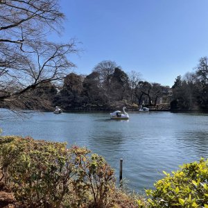 吉祥寺・井の頭恩賜公園へ。神田川の源流となり、江戸へも続いた武蔵野の湧水と出合う【「水と歩く」を歩く】