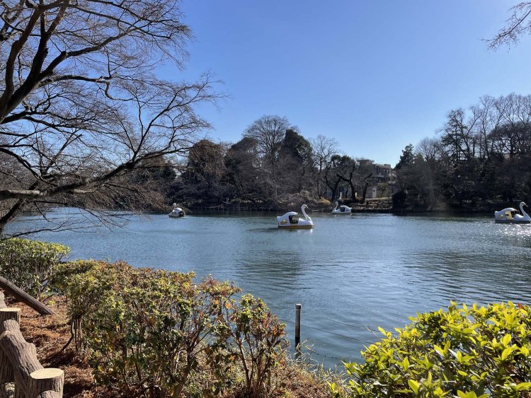 池に浮かぶスワンボート。