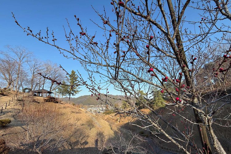 1月の取材時はまだ、梅の蕾はちらほら。