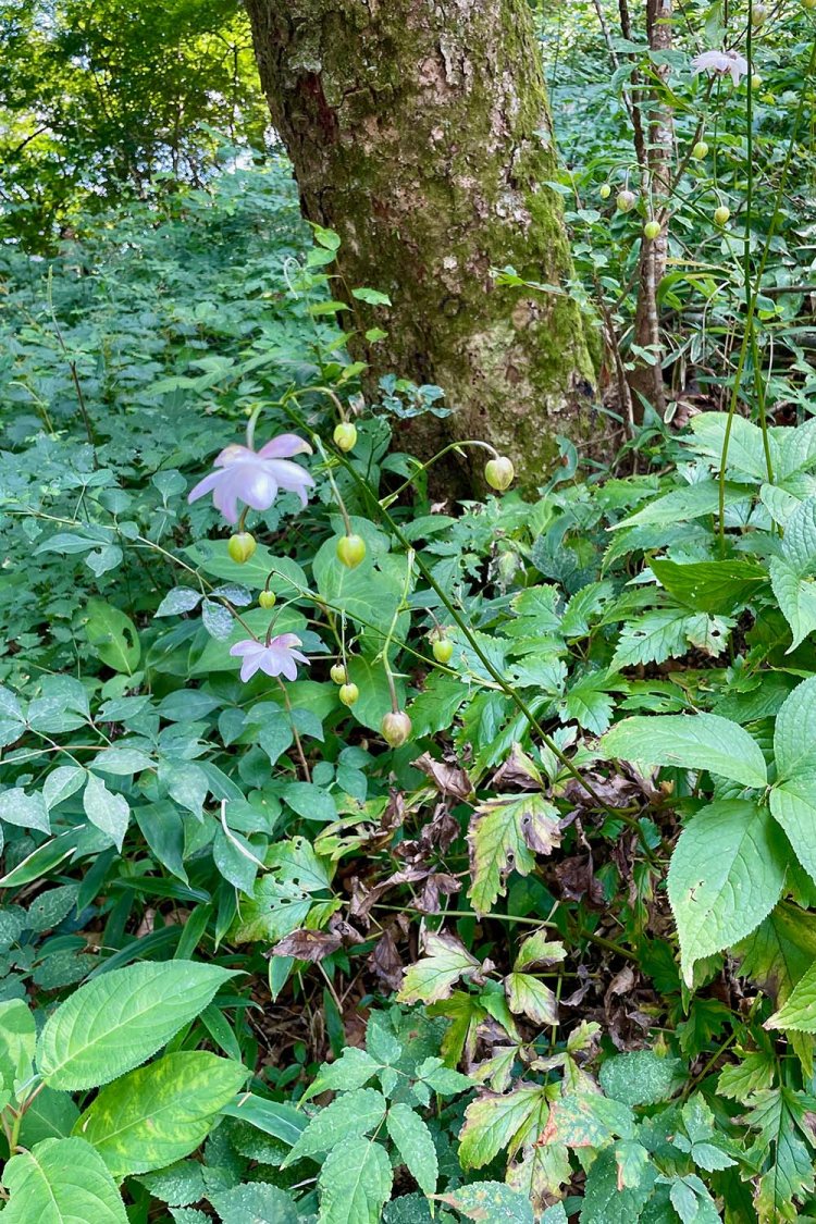 レンゲショウマの群生地としても有名だ（撮影時期は8月）。