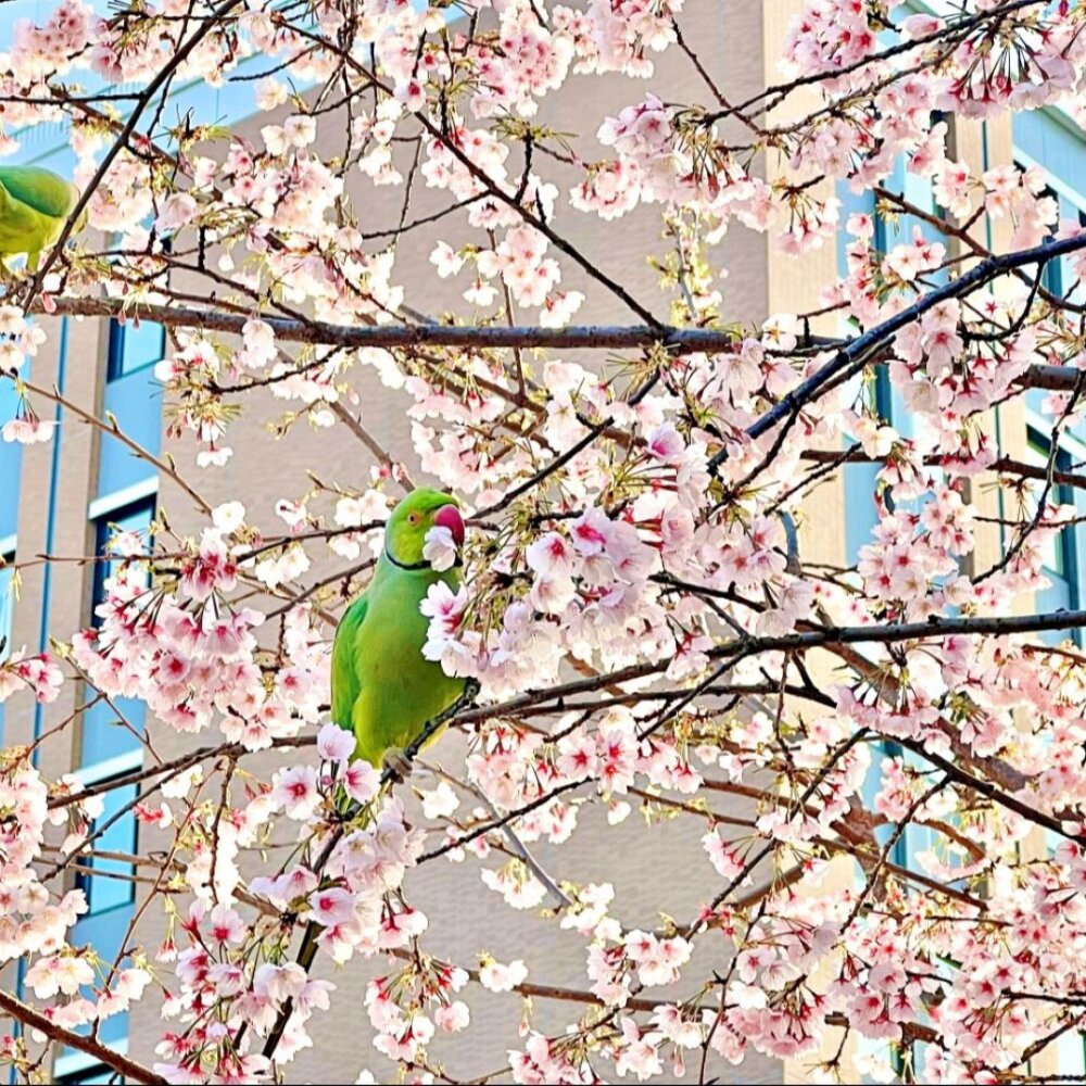 さんたつ読者＆編集部おすすめの「関東近郊お花見スポット」9選！