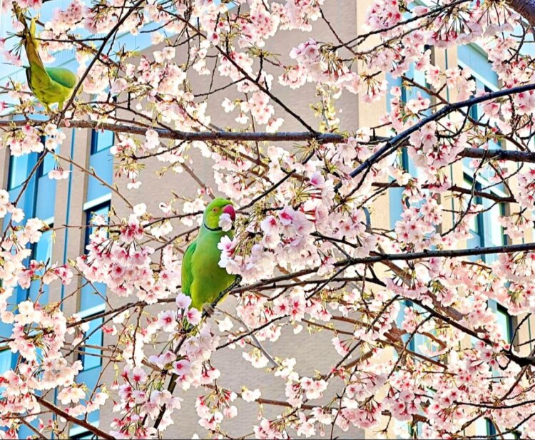 さんたつ読者＆編集部おすすめの「関東近郊お花見スポット」9選！