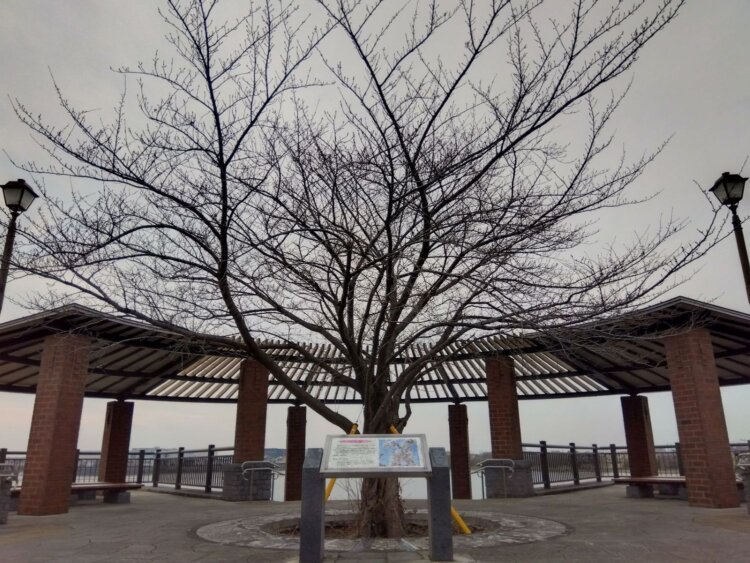 カルダモンだもんさん