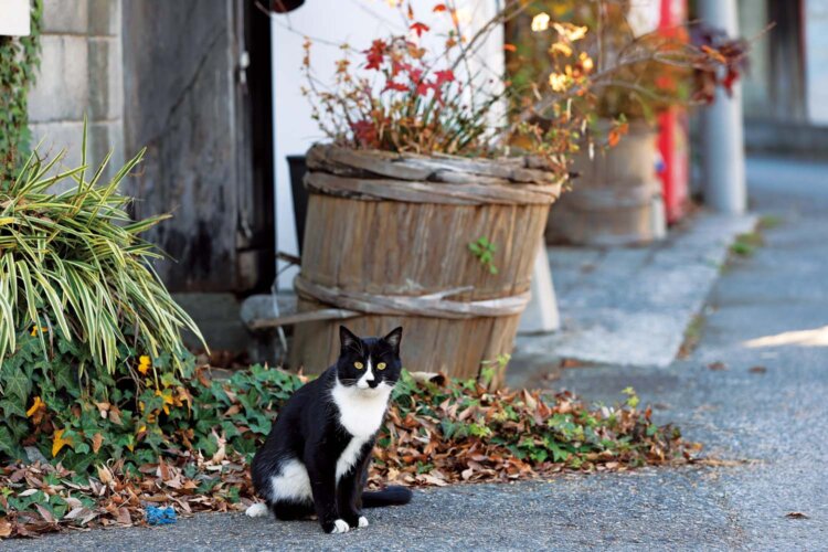 出迎えてくれた『権田酒造』の招き猫・たまちゃん。