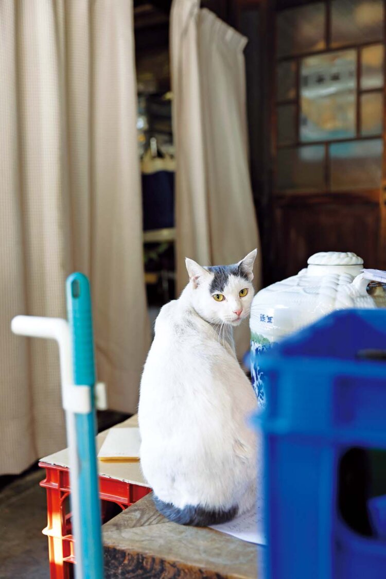 直売所をうろつくもう1匹の白猫しろちゃん。