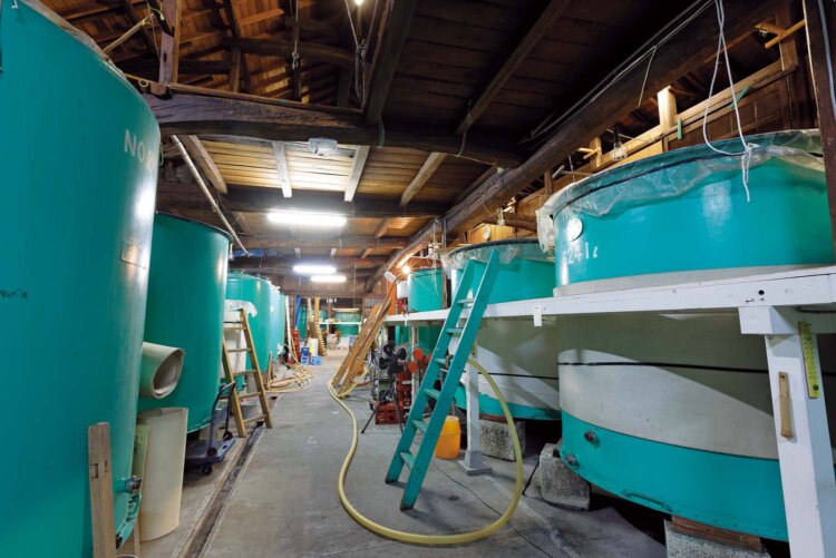 酒のいい匂いが漂う蔵内にずらりと並ぶ発酵中のもろみタンク。8℃くらいの低温でじっくり発酵する。中には来週搾るという「弓矢丸」も。