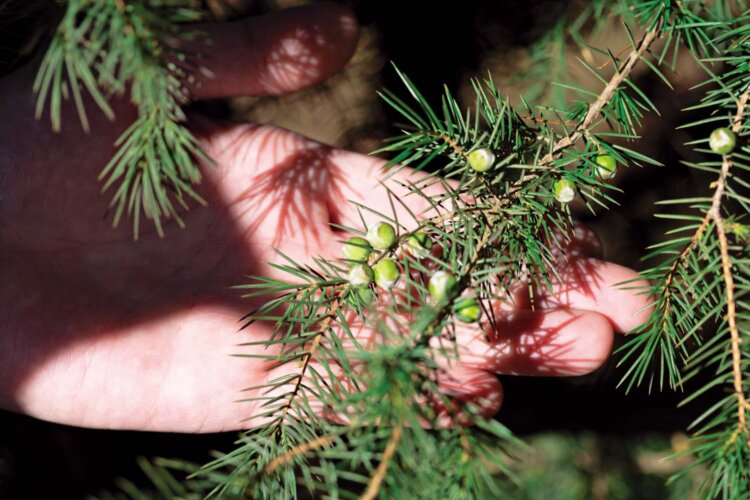 こちらがジュニパーベリー。ジンには通常、黒く熟した実を乾燥させて使う。若い緑の状態でも青くみずみずしい香りの中に、ほのかに特有のスモーキーな香りが混じり合う。