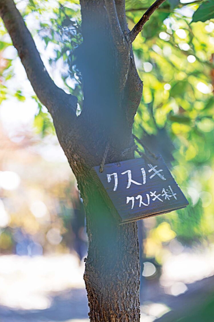 森には柑橘、ショウガ、サンショウ、お茶、ハーブなど多彩なボタニカルが育つ。実験的に植えているクスノキも、清涼感のある香りを放つ立派な原料になる。