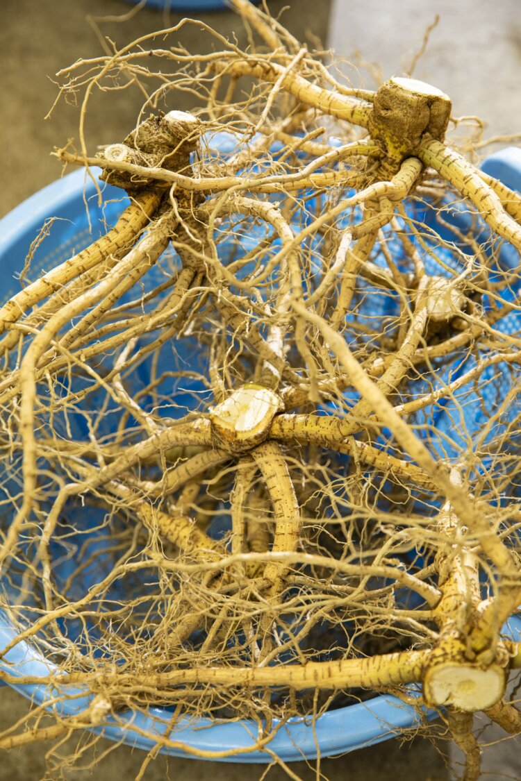 仕上がりの肝となる原料の一つ・トロロアオイ。