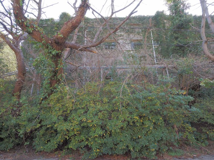 緑へと侵食していくアパート。もう入り口がどこか分からない。