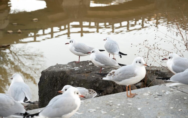 ユリカモメも飛来する野鳥の楽園・大池親水公園。