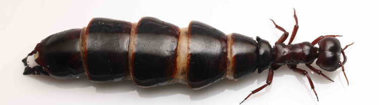 サスライアリの女王（写真提供＝島田拓）。