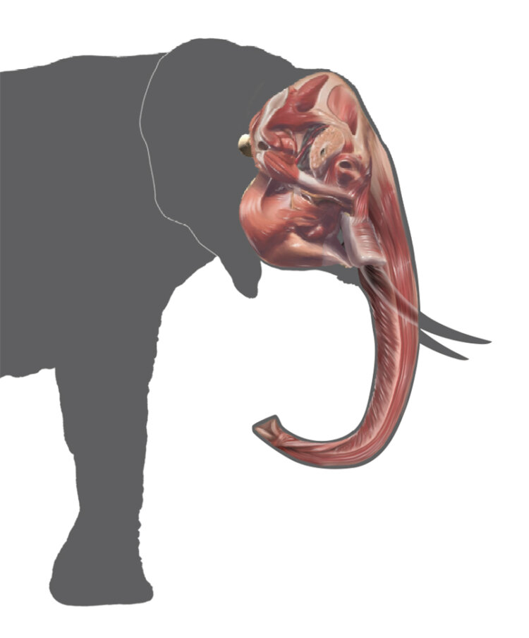 アフリカゾウの3Dホログラムイメージ。