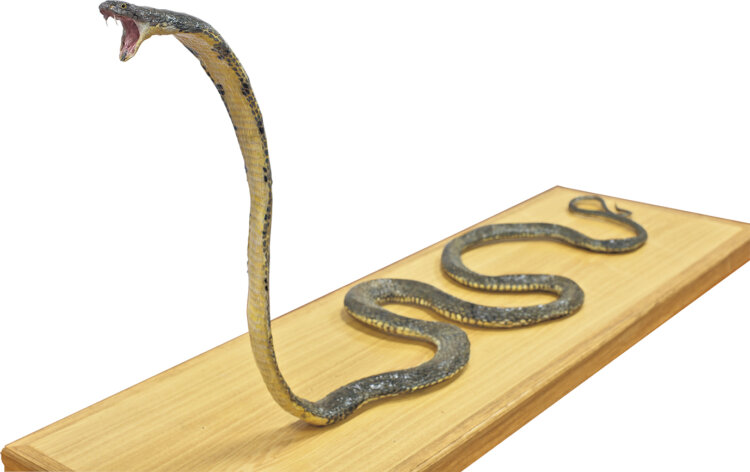 キングコブラ 剥製 『萩博物館』蔵。