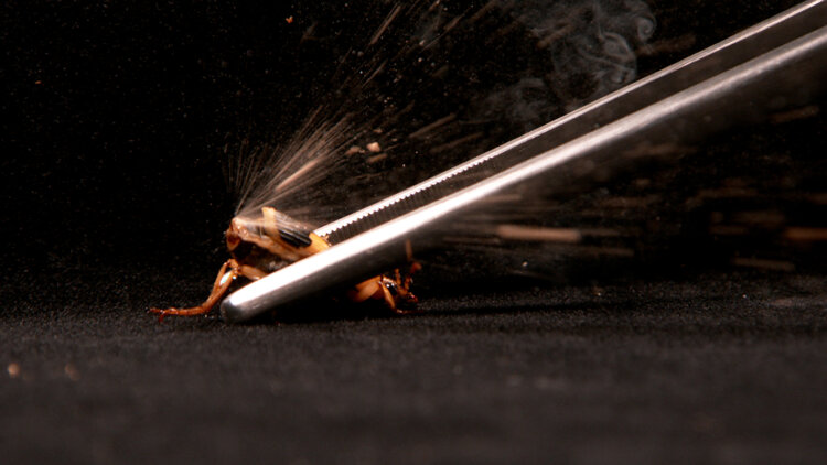 ミイデラゴミムシのガス噴射（C）TBS。