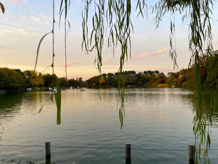 お花見スポット　洗足池