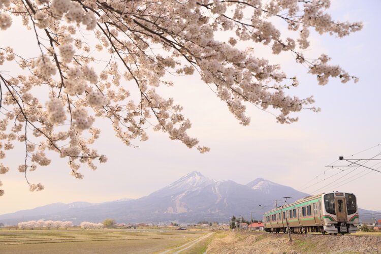 残雪の会津富士と桜のコラボレーションが美しい磐越西線（写真＝レイルマンフォトオフィス）。