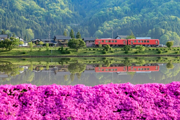 4月下旬から、越美北線の計石（はかりいし）～牛ケ原間は芝桜の彩りに包まれる（写真＝マシマ・レイルウェイ・ピクチャーズ）。