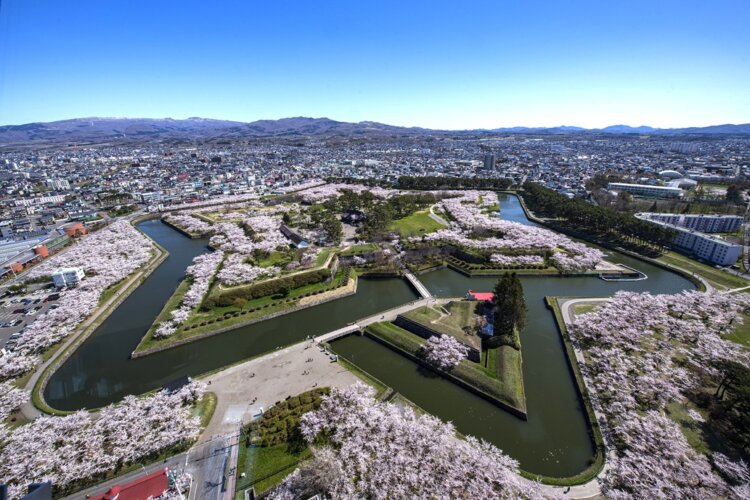 函館の五稜郭は、例年４月下旬から桜で彩られる（写真＝大滝恭昌）。