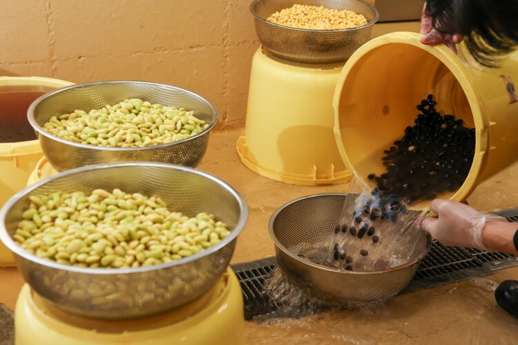 大豆を手洗いしながら浸水具合も確認。