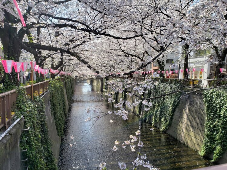 古くから愛されてきたサクラ、さまざまな異名を持つ。