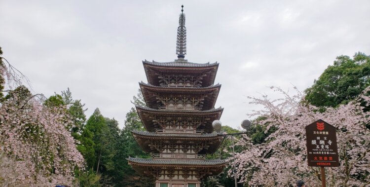 醍醐寺の五重塔とシダレザクラ。