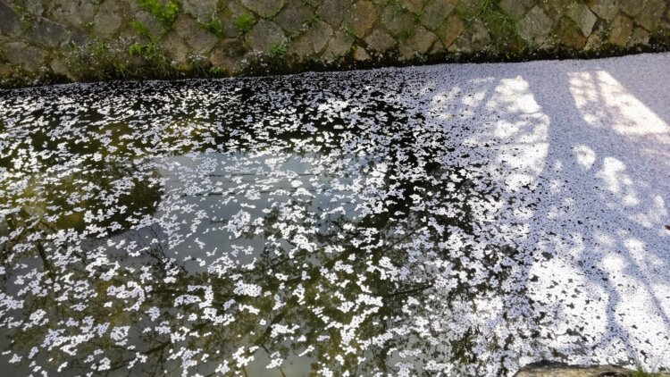 花筏は見頃を過ぎた後に味わえる。ちょっと大人なサクラの楽しみ方。