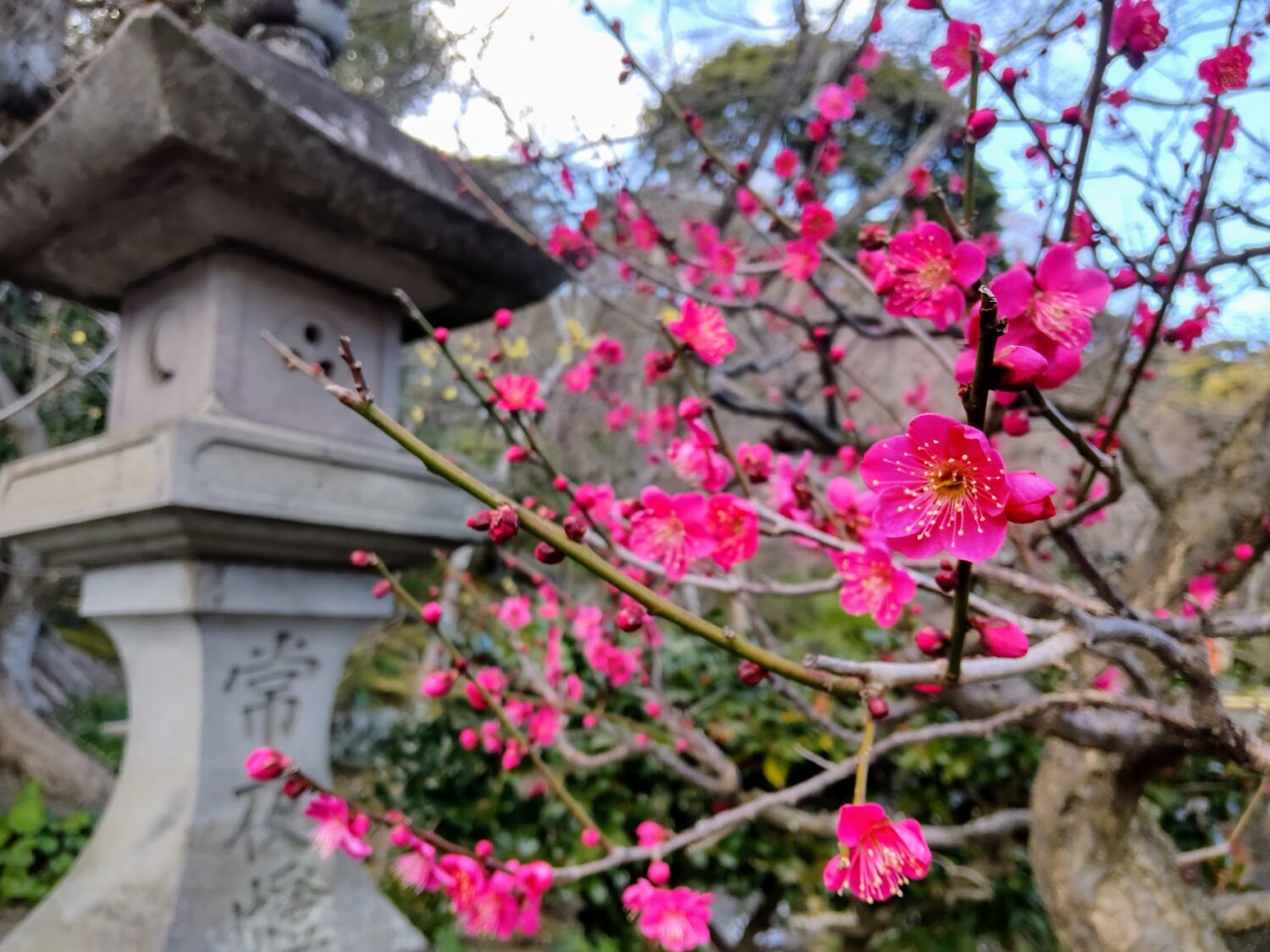 クイズに挑戦して「サクラ博士」になろう！2026年のお花見散歩はいつ